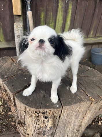 Japanese Chin boy for sale