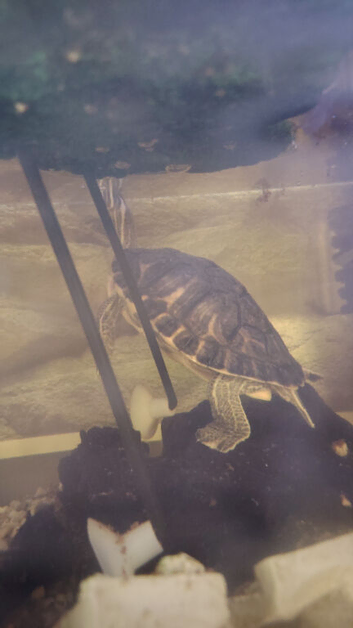 Yellow bellied slider