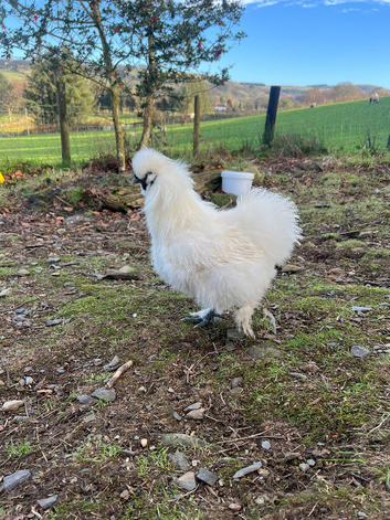 Two silkie cockerels