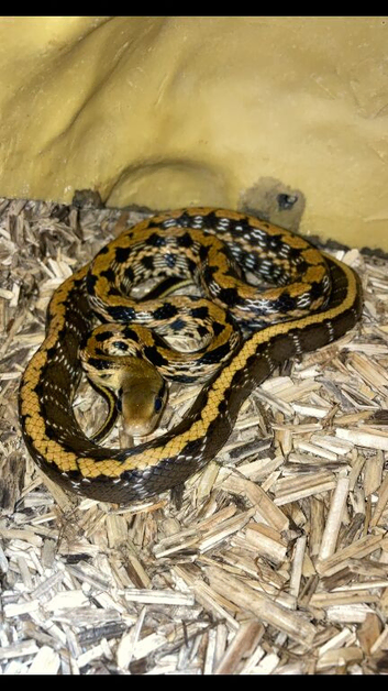 Taiwanese beauty snakes
