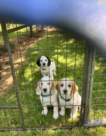 Cocker Spaniel Puppies for Sale.