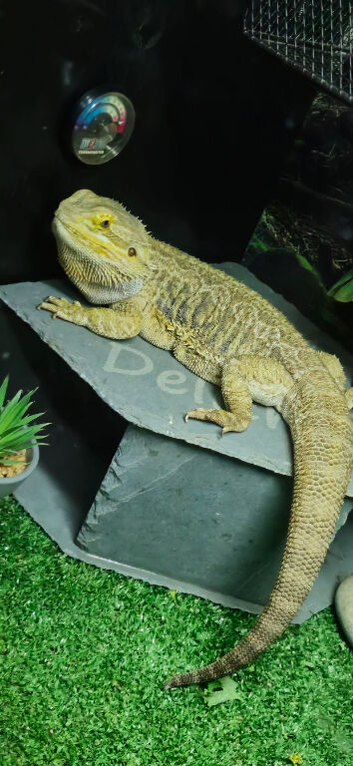 Bearded dragon