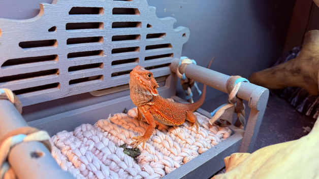 Red Monster baby Bearded Dragons