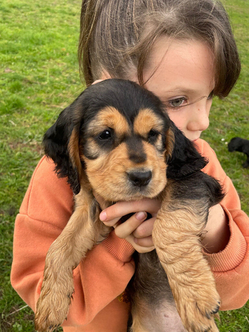 Super cocker pups, health tested parents