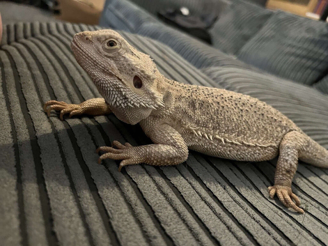 2 bearded dragons