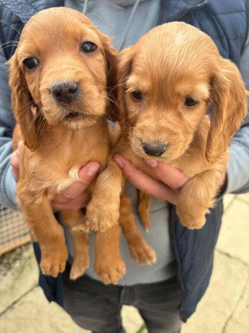 Beautiful cocker spaniel puppies