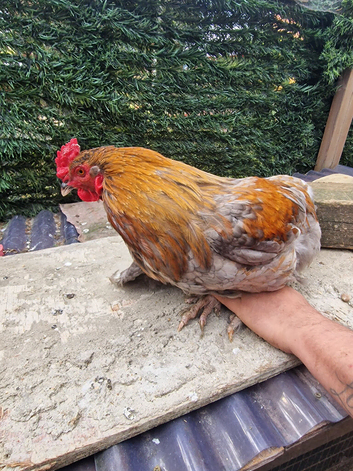 Cockrels for sale