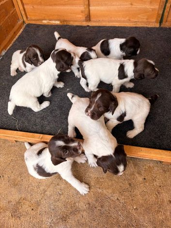Working Springer Spaniel Dog Puppies