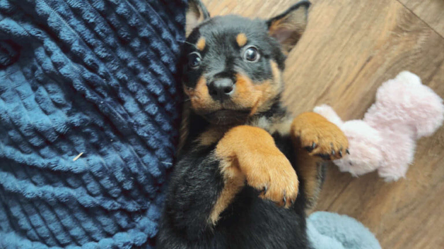 Rottweiler puppy boy