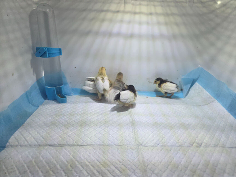 Painted quail chicks