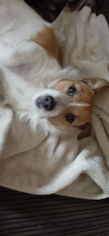 Jack Terrier x