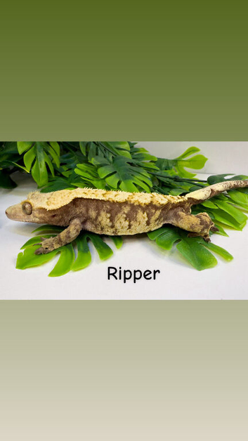 crested gecko collection
