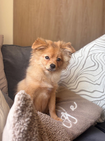 Pomchi