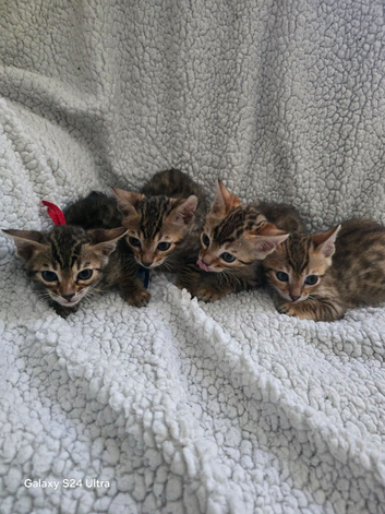 2 left beautiful bengal kitten looking for forever home