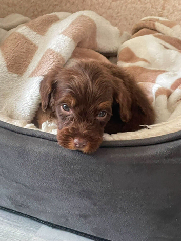 Cockapoo puppies
