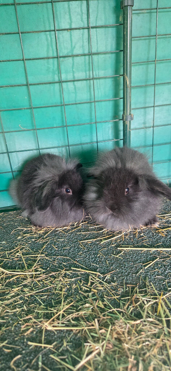 Bunny lionhead x mini lop