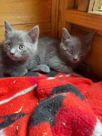 grey kittens ( ready now) PLEASE CHECK LOCATION