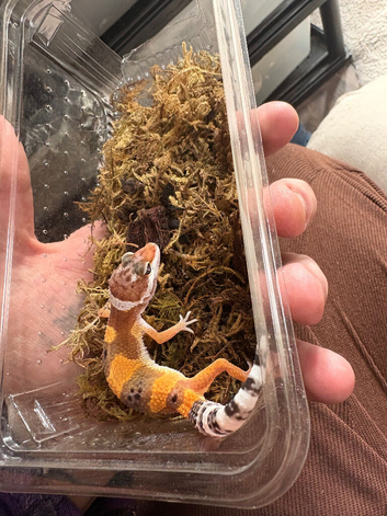 Baby leopard gecko