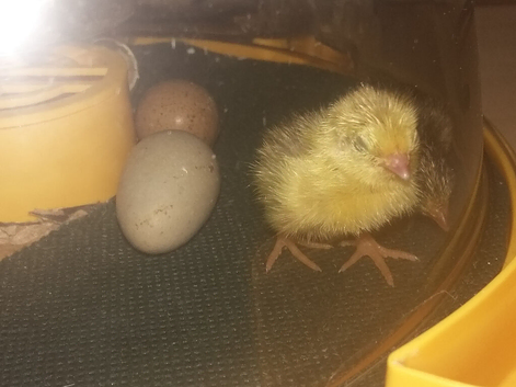 Hatching fertile eggs in an incubator
