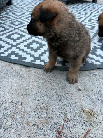 German Shepard x Belgium Mali pups