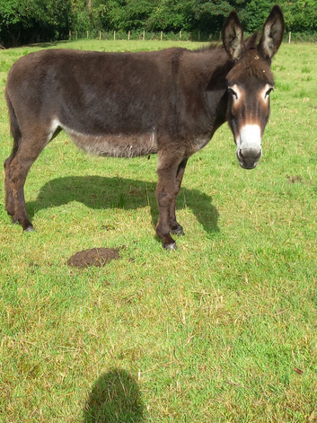 Mare donkey