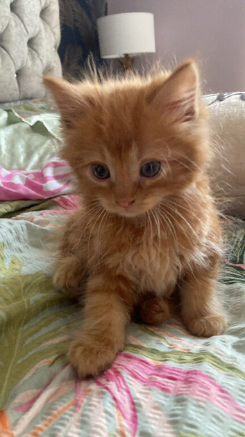 Fluffy Ginger male kitten ready now
