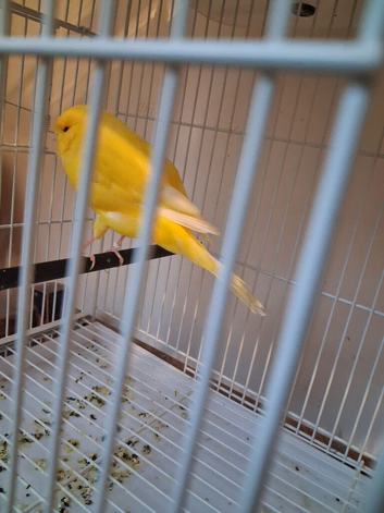 This yaer cock bird, healthy and fit bird