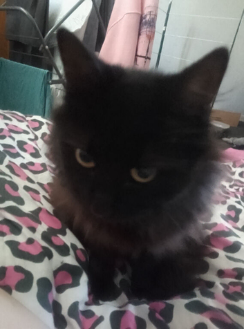 Kittens for sale