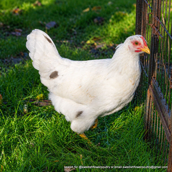 SPLASH (white base) SWEDISH FLOWER HEN - VARIOUS PULLETS - RARE LANDRACE BREED