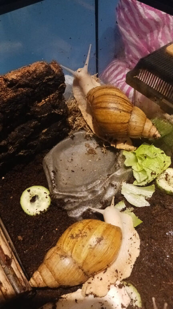 2 African land snails