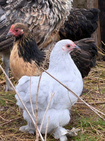 Pekin bantam girls for sale