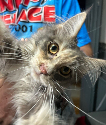 Maine Coon Girl.