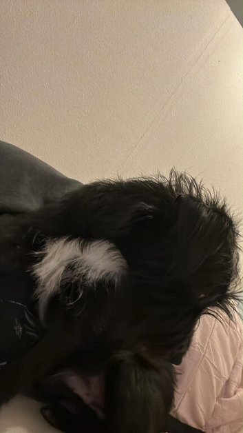 7 month old patterjack