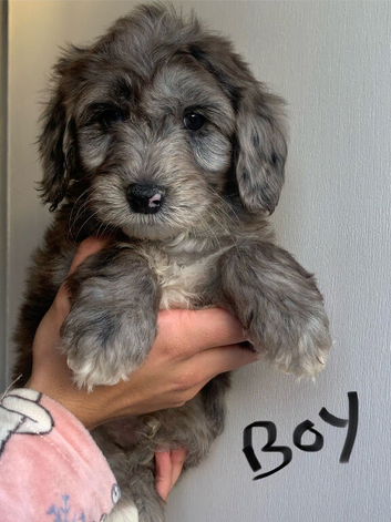 OUTSTANDING F1b COCKAPOOS!!