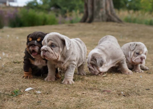 Quality Chunky English Bulldog Puppies! Ready