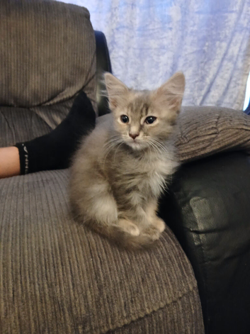 Maine coon cross kitten