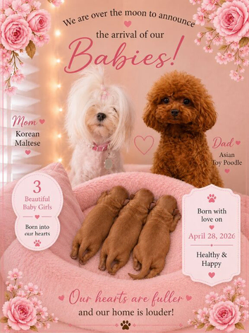 exquisite Asian Maltipoo Puppies