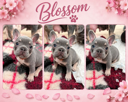 Last female stunning French bulldog puppies kc reg