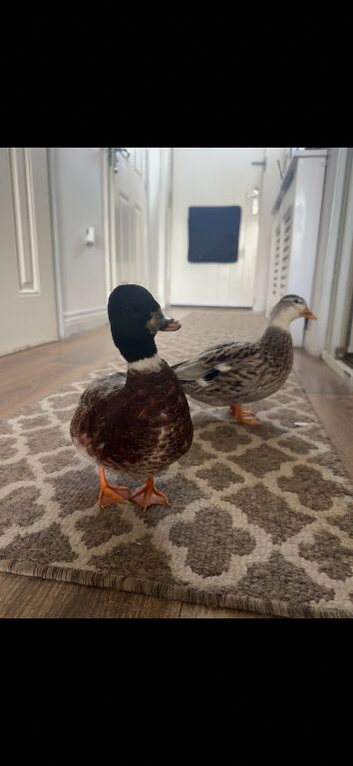 Call ducks