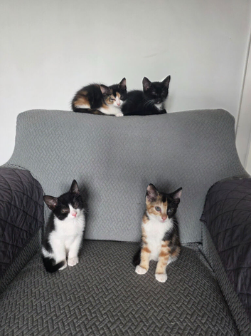 Four lovely and lively Kittens for sale