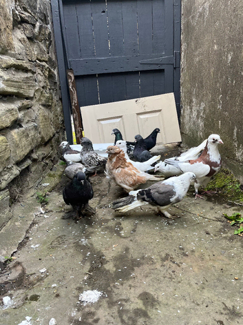 13 pigeons in blackburn