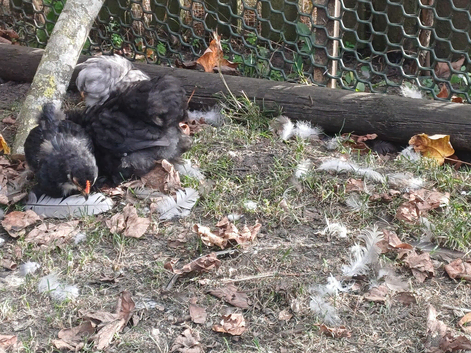 Pekin bantam chicks