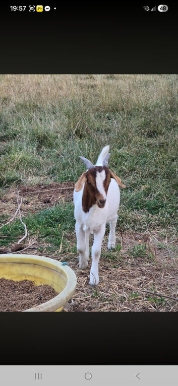 Boer Billy