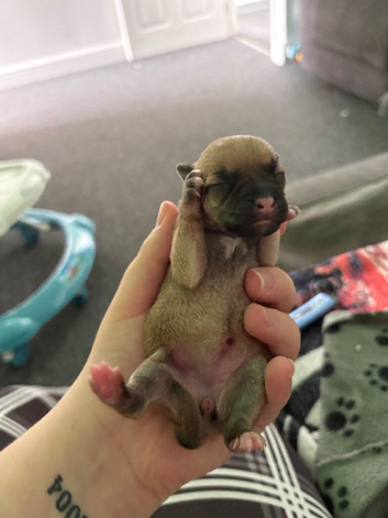 Staffy X Jack russell Puppies