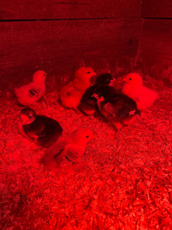 Chickens