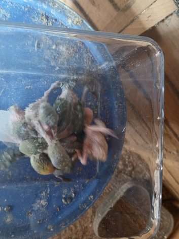 Baby lovebirds for hand rearing