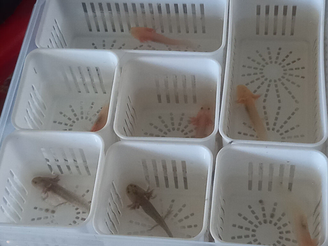 Baby axolotls