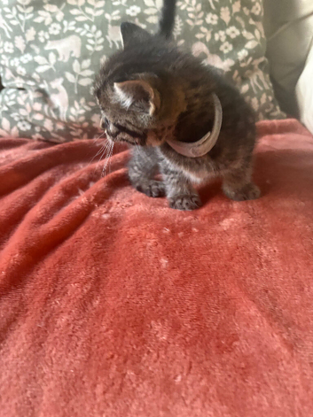 6 lovely tabby kittens