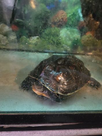 Selling my Chinese striped neck turtle