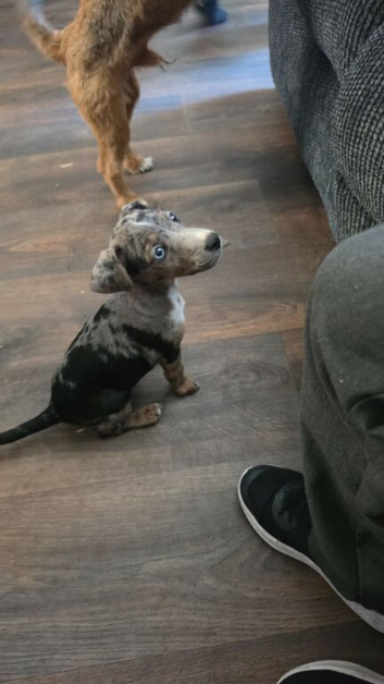 Female 10 week old Jack russell cross